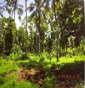 LAND ONLY for Sale in Mayyanad