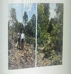 Plot for Sale in Alevoor