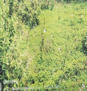VACANT LAND for Sale in Puttur