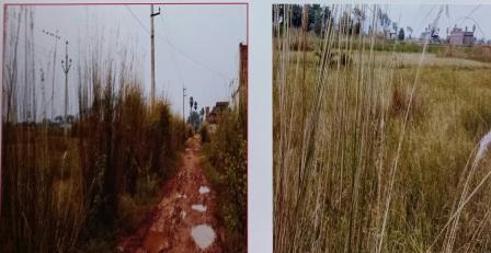 Plot for Sale in Purusottampur