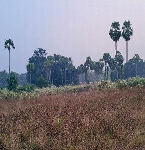 Plot for Sale in BHEEMASINGI, VIZIANAGARAM, Vizianagaram