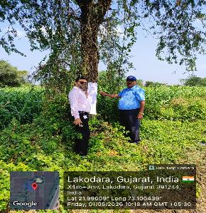 Agriculture Land for Sale in Mouje: Lakodara, Karjan