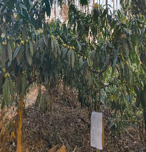 COFFEE ESTATE for Sale in Virajpete