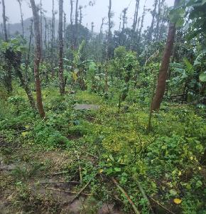 COFFEE ESTATE for Sale in Virajpete