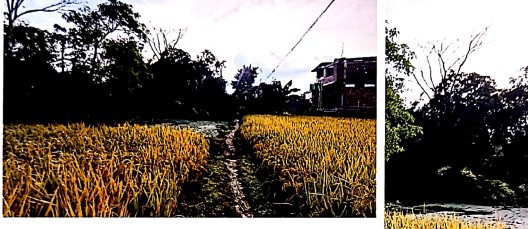 Plot for Sale in Mayang Imphal