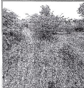 Plot for Sale in Bhanvad APMC, Bhanvad