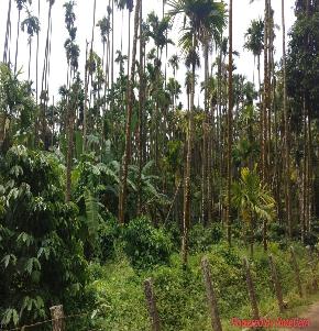 COFFEE PLANTATION for Sale in Aldur, Mudigere