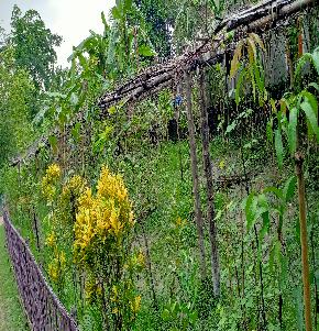 Individual House for Sale in Karimganj