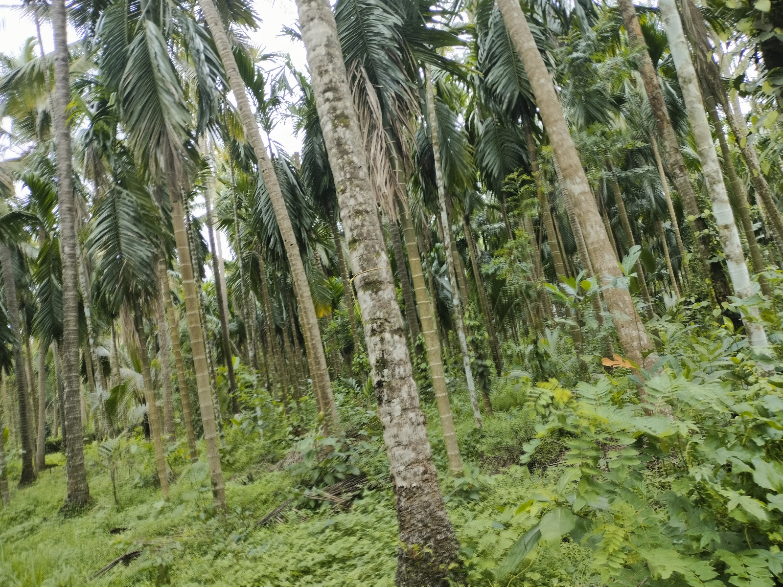 Plot for Sale in Koyilandi