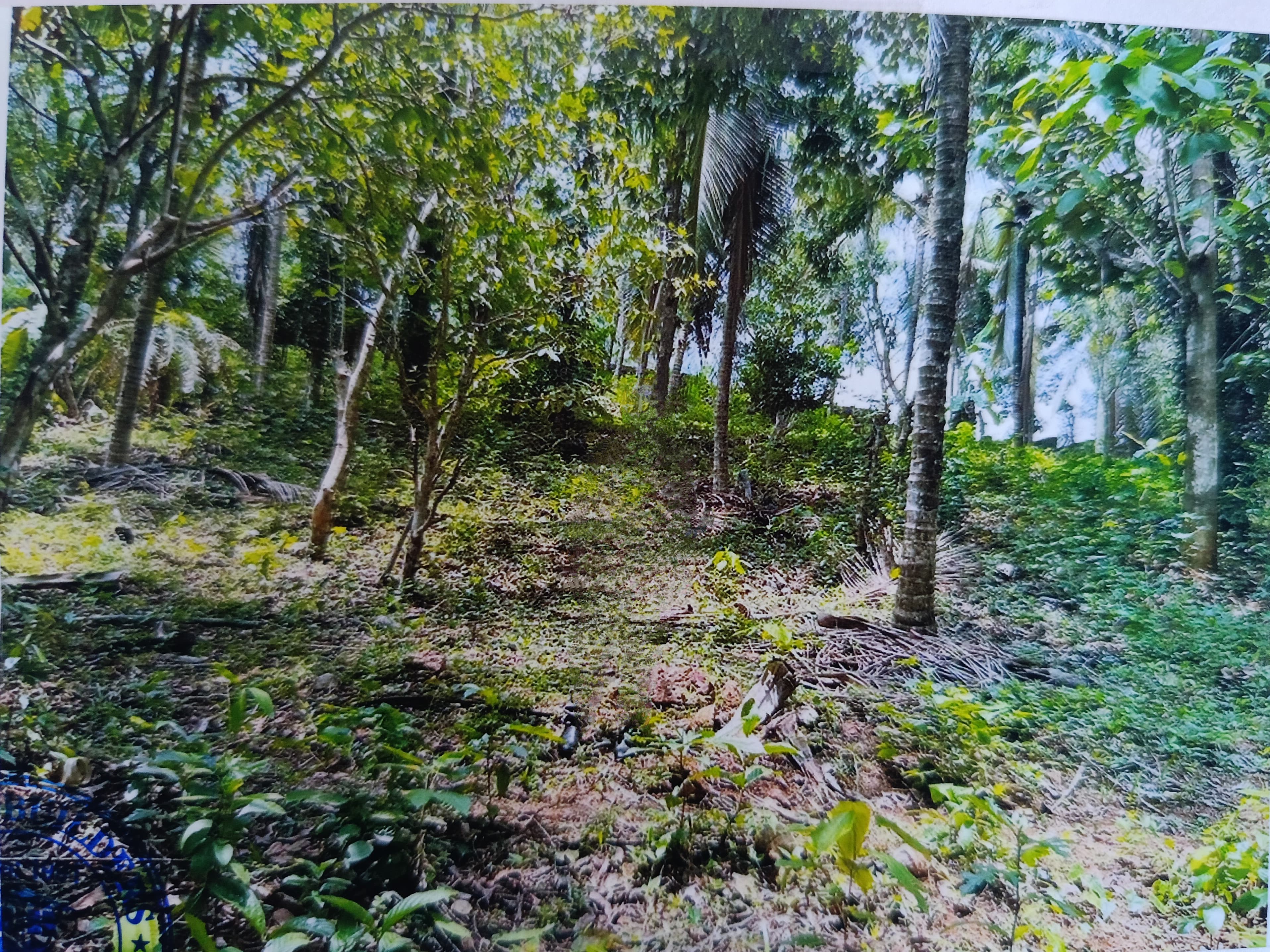 Plot for Sale in Perumbadavu, Pariyaram