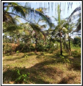 Plot for Sale in CHAVAKKAD, Akathiyoor