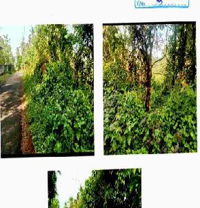 Individual House for Sale in Ernad, Balussery, Kizhuparamba