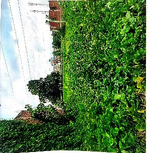 Plot for Sale in Mohania