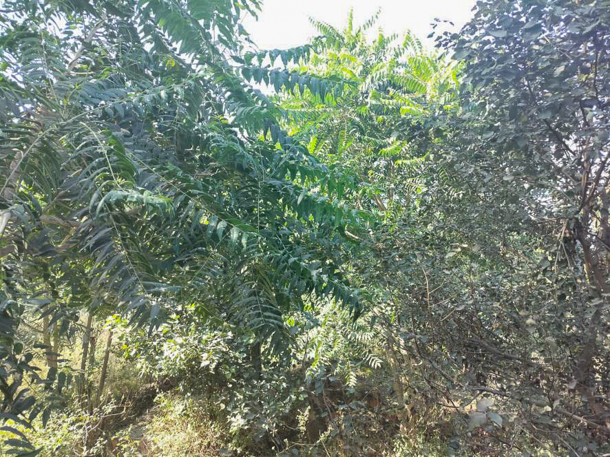 Industrial Plot with Factory Building for Sale in Jaipur