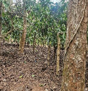 COFFEE ESTATE for Sale in Gonikoppal