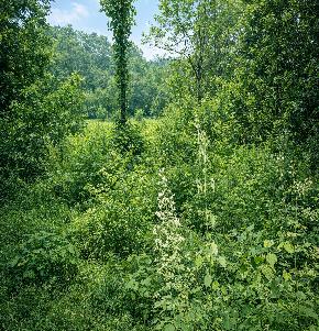 VACANT LAND for Sale in Kothamangalam
