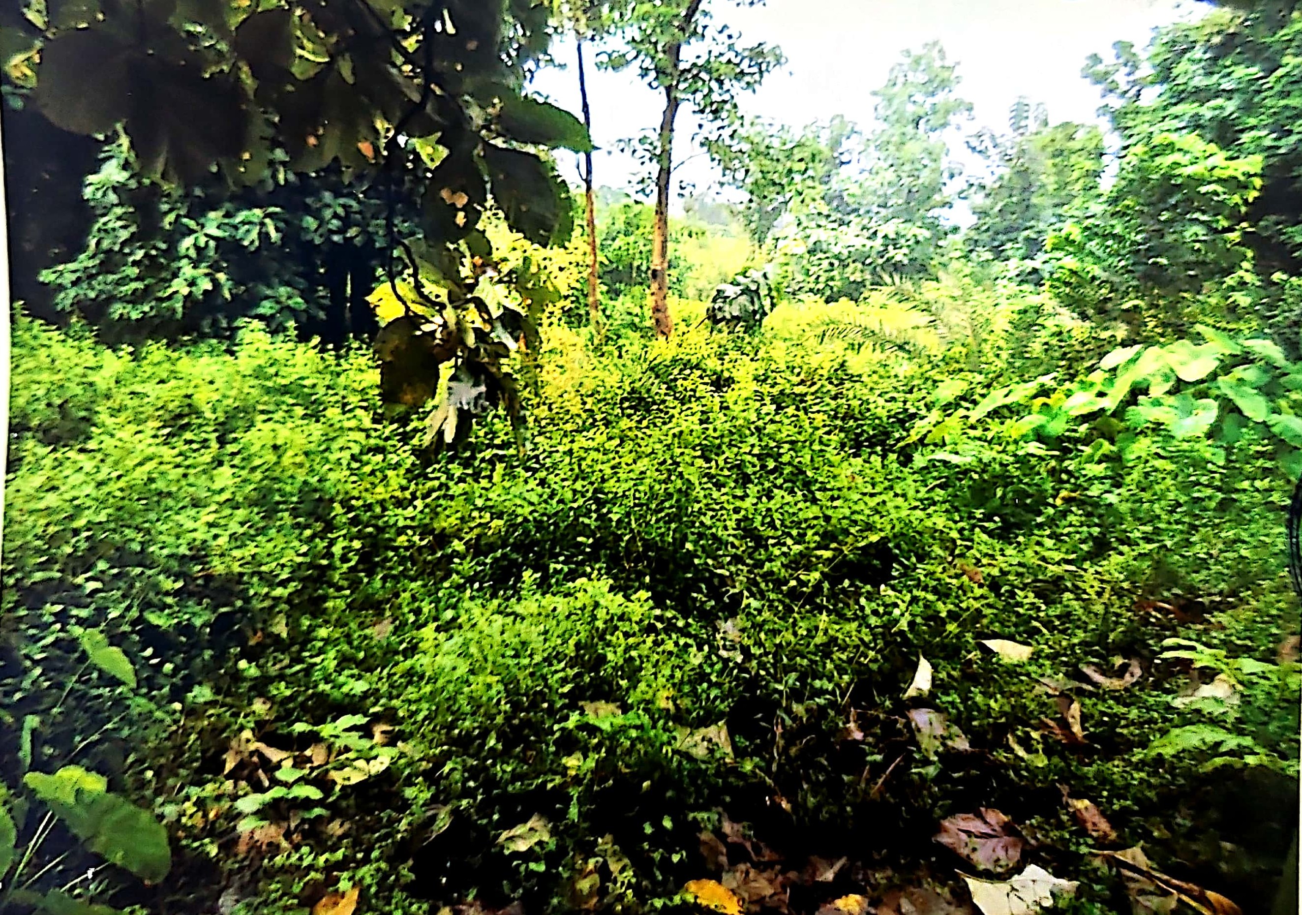 Plot for Sale in Pallahara, Palalahada