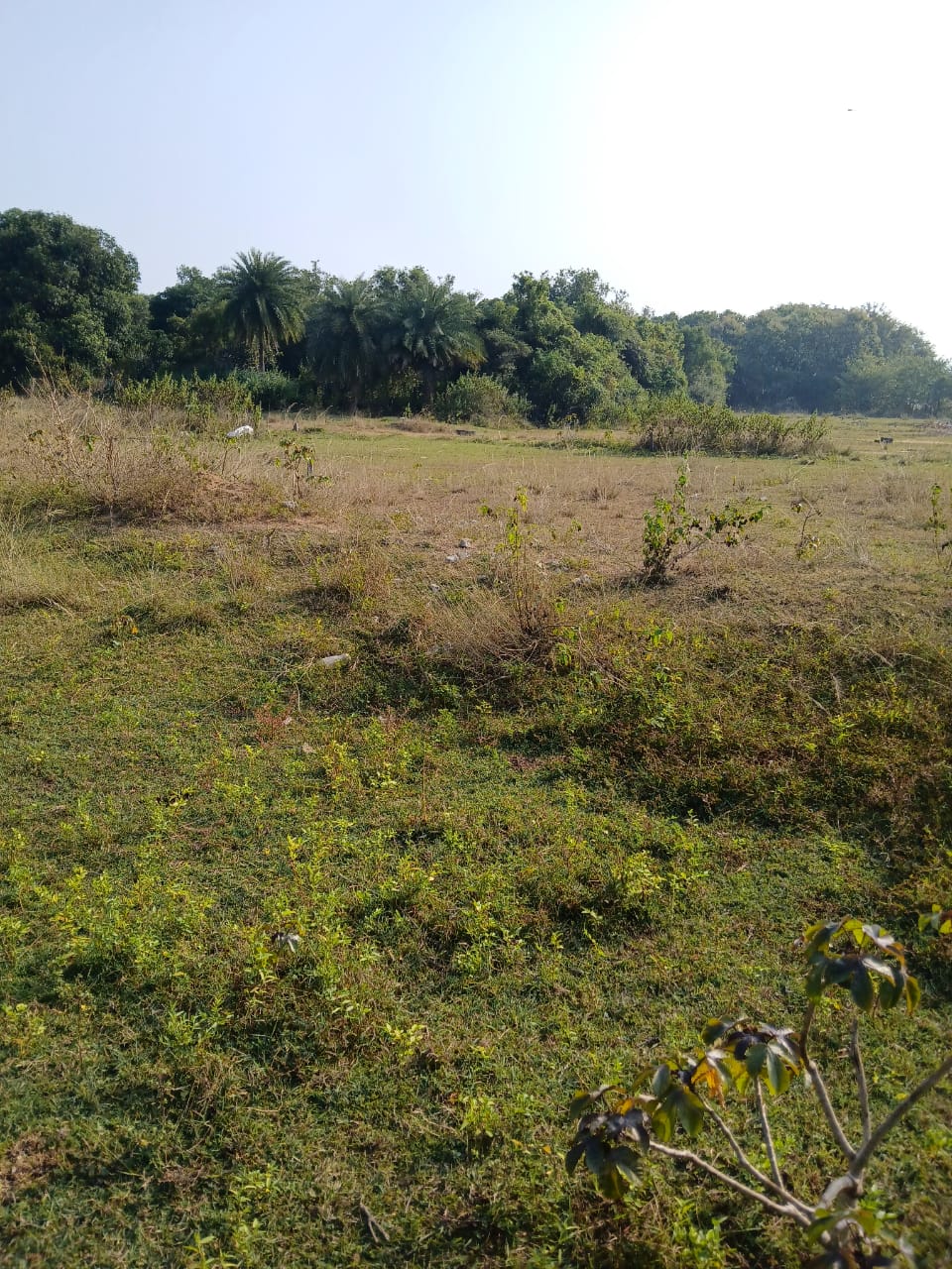 Plot for Sale in KANISI BERHAMPUR, Berhampur