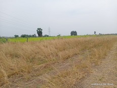 Plot for Sale in Purushottampatnam village, Chilakaluripeta Municipality, Chilakaluripet