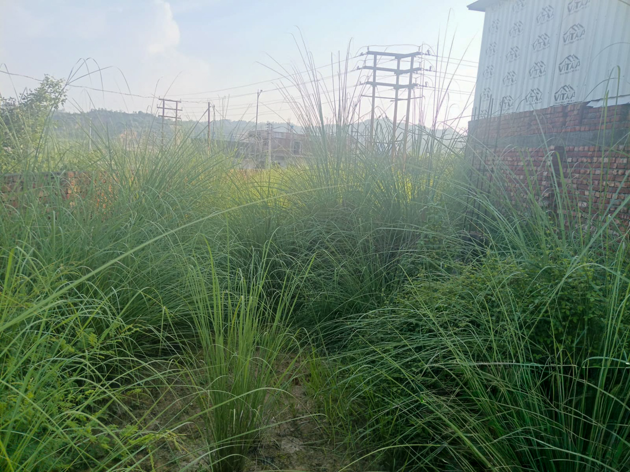 Industrial Plot with Factory Building for Sale in INDUSTRIAL, Pandogha Industrial Area