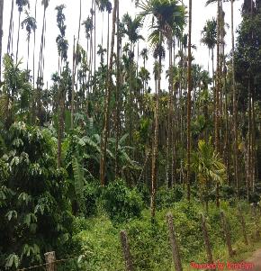 COFFEE PLANT for Sale in MAVINAKERE VILLAGE, Mudigere
