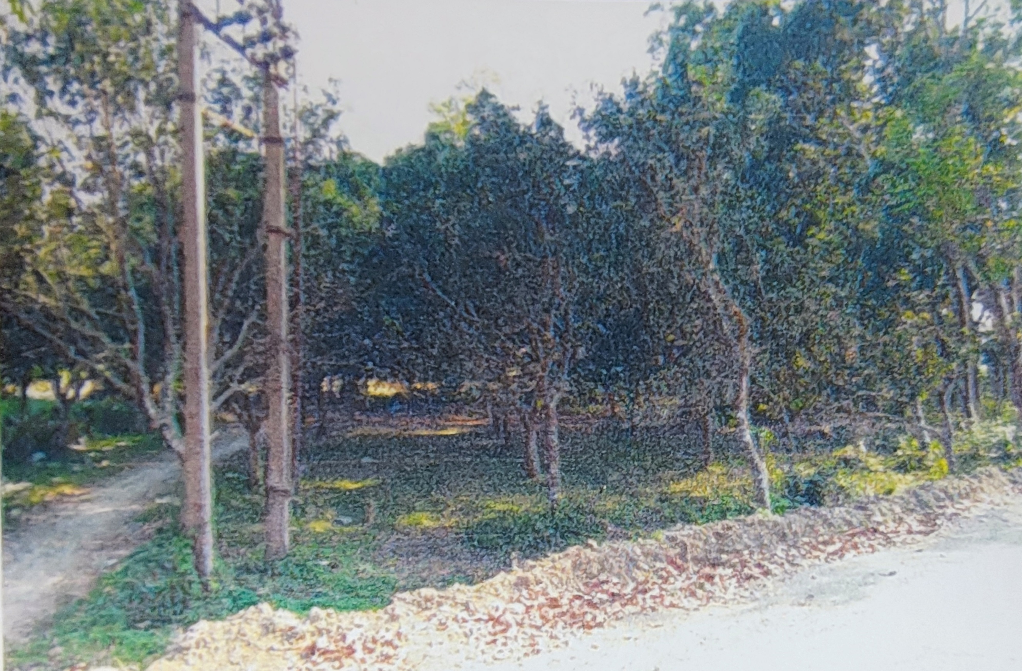 Plot for Sale in Naduria, Badkulla