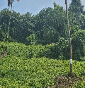 LAND for Sale in KILLANNUR, Killannur
