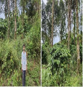 Agriculture Land for Sale in Sakleshpur